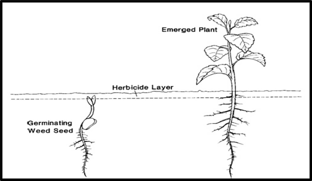 preemergence herbicide effects on seedlings